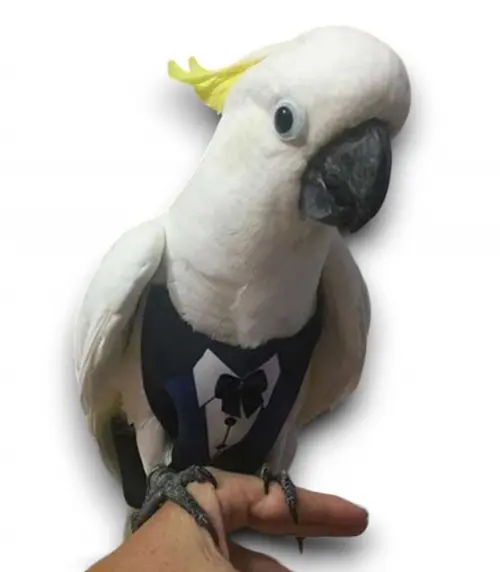 Fralda Cacatua